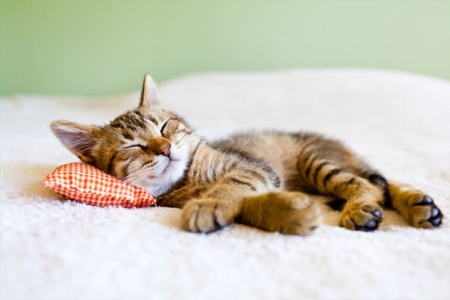 Mastering the Art of Sleep: A Guide to Cultivating your Perfect Sleep Routine